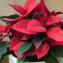 FLOR DE PASCUA (Poinsettia)