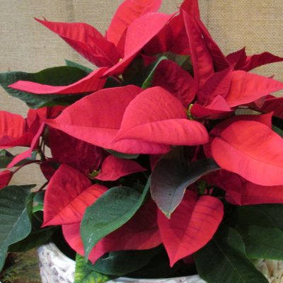 FLOR DE PASCUA (Poinsettia)