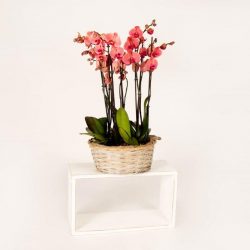 centro orquidea phalaenopsis cesto